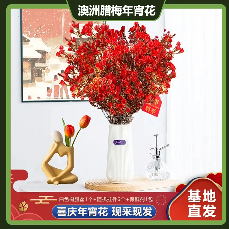 花田风暴澳洲腊梅年宵花云南鲜花鲜切花耐寒花期长寓意好家居插花