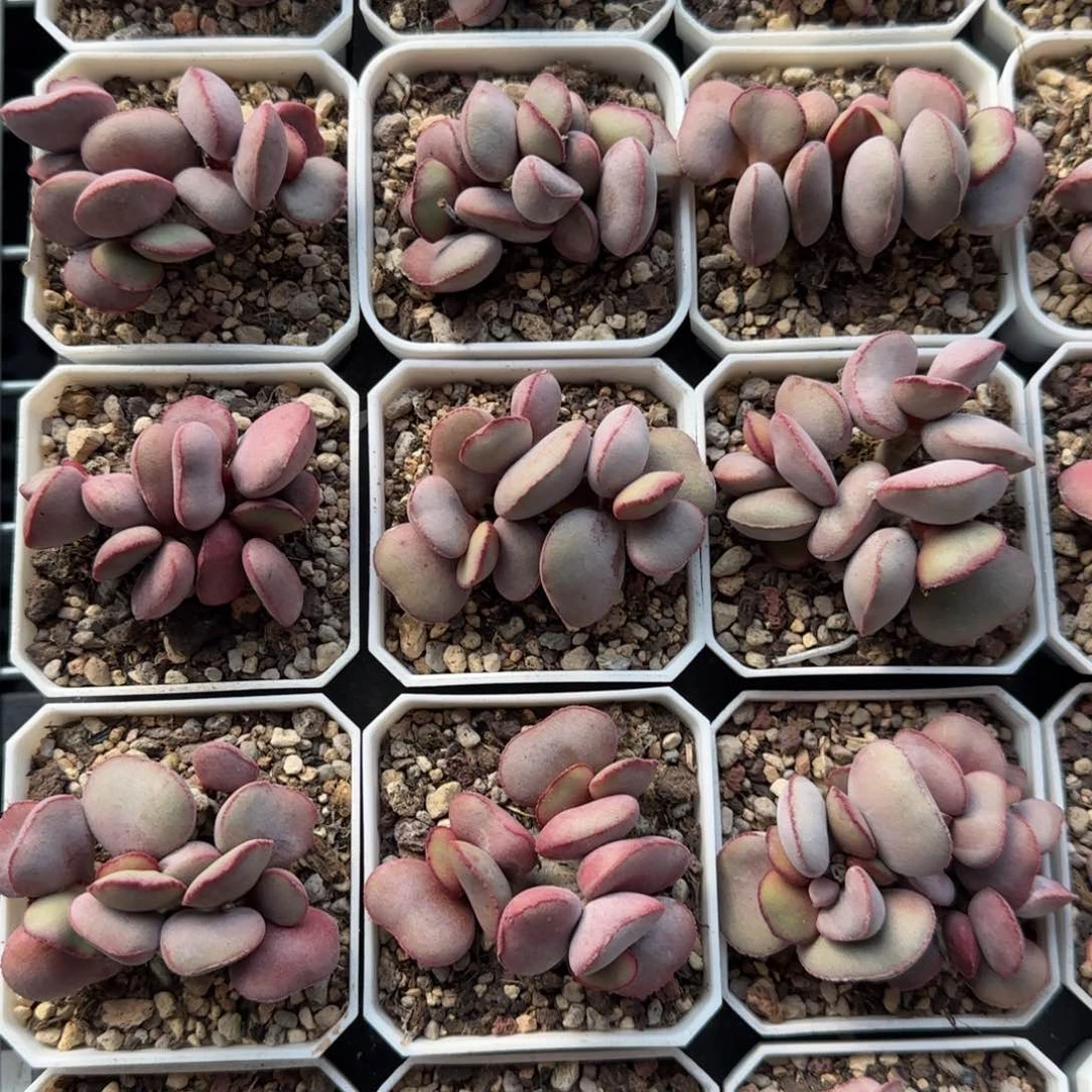 白肌红蛋量拍链接