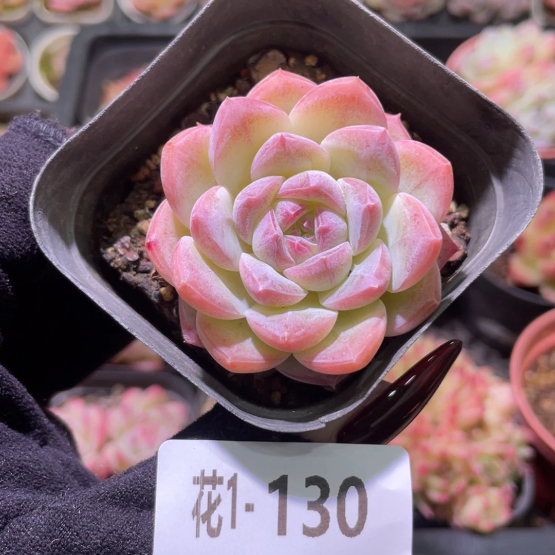 花利美1-130新品单头