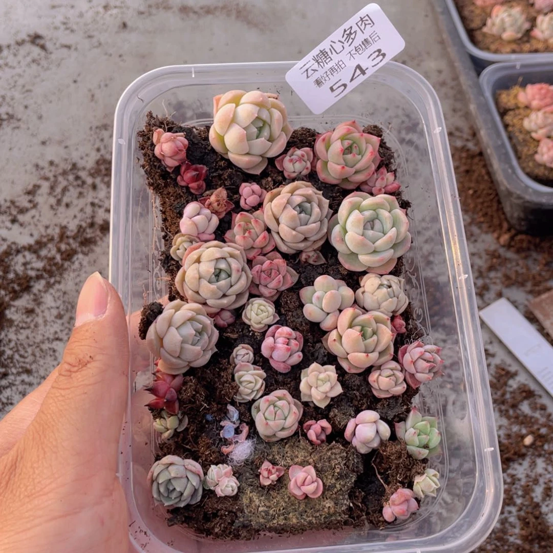 云糖心多肉植物543