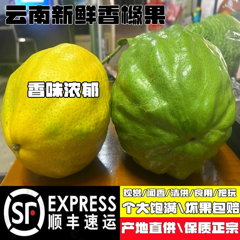 【顺丰包邮】云南高山新鲜香橼果食用闻香大香橼佛手柑室内摆件摆供