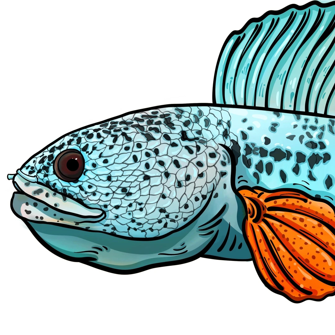 雷龙鱼差价专拍链接