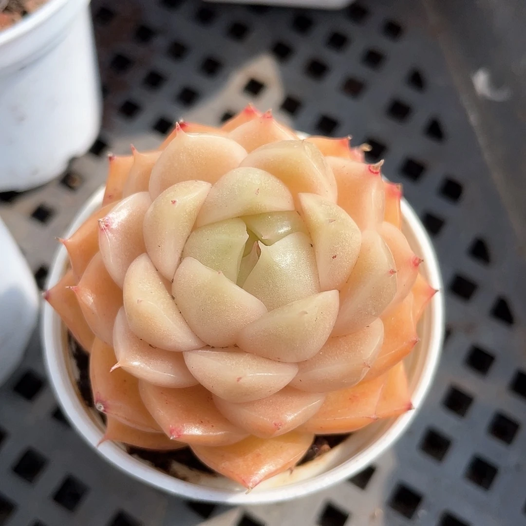 优选麦秆福利9140