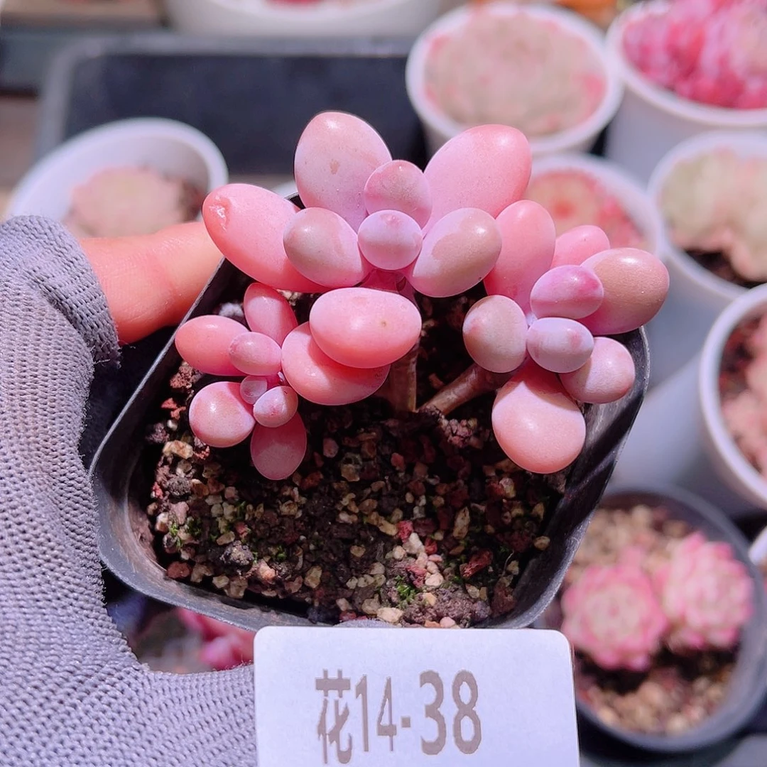 花14-39桃蛋带仔