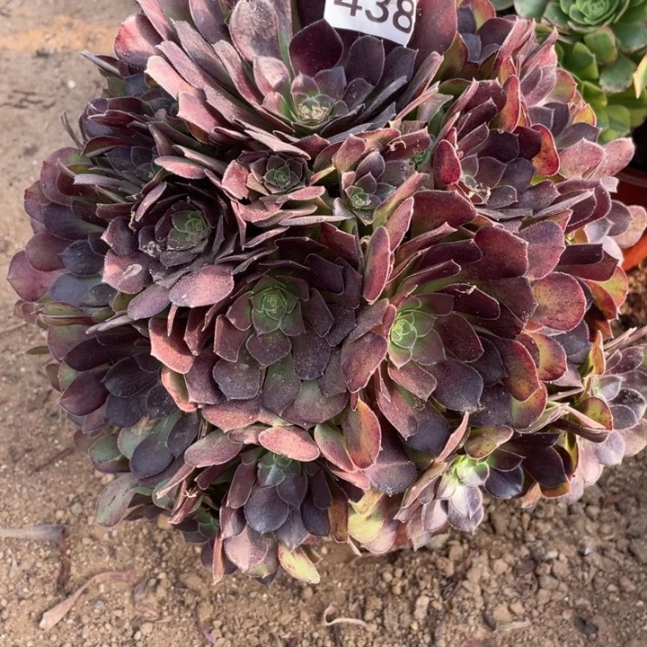 无花朵438荷兰玫瑰对肉植物