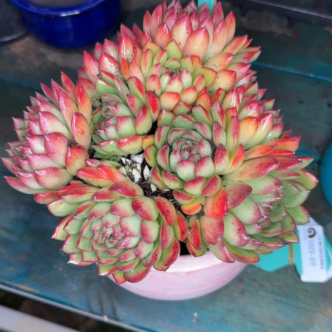 从前慢多肉精选编号1023.68