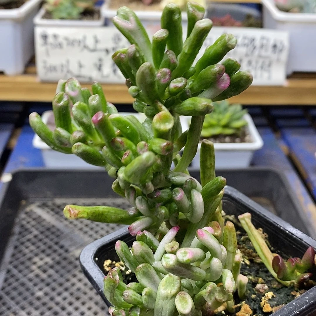 10189 吸财树锦自然群