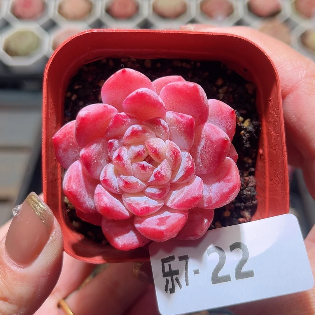 乐7-22 果汁单头