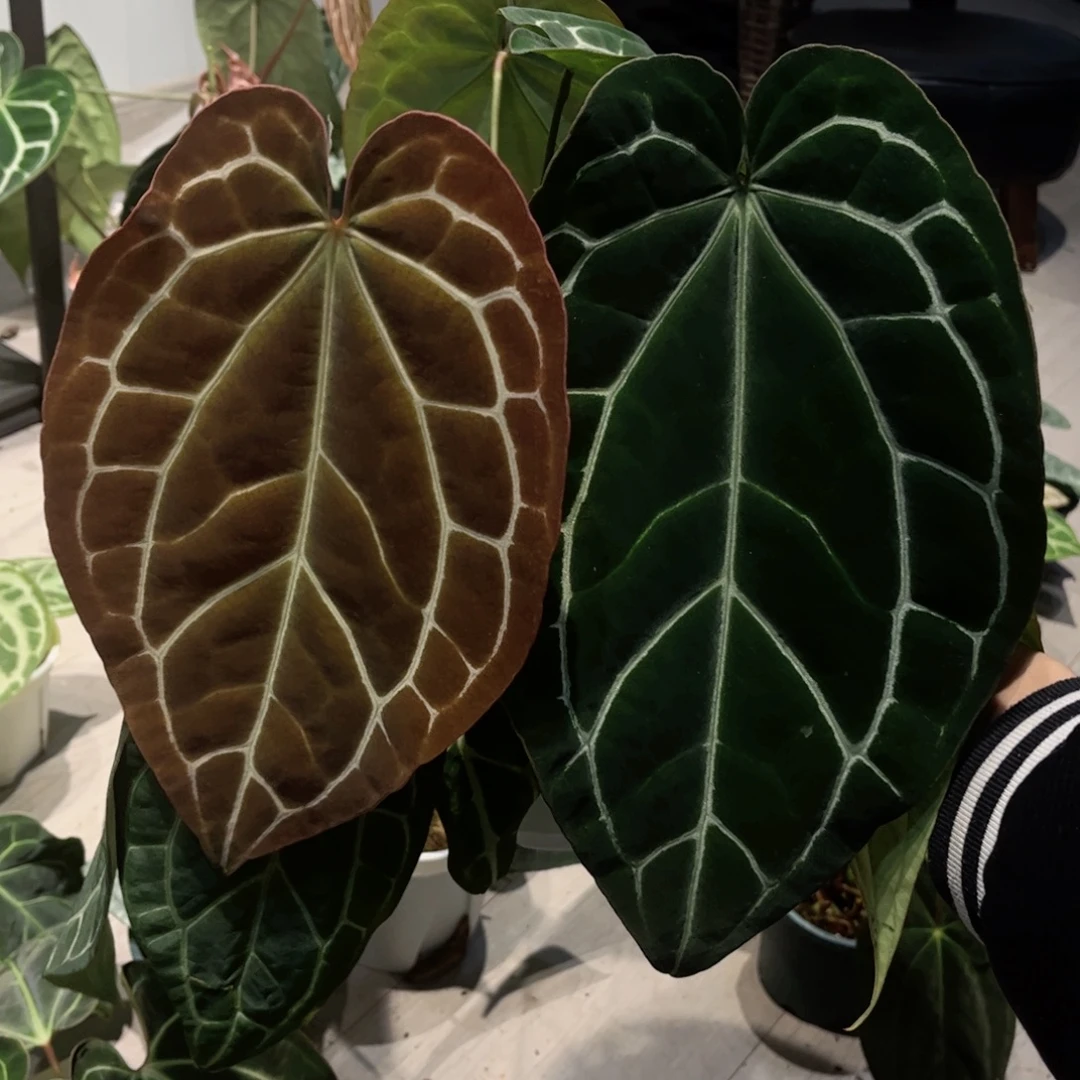 完全开放哥伦比亚黑水晶