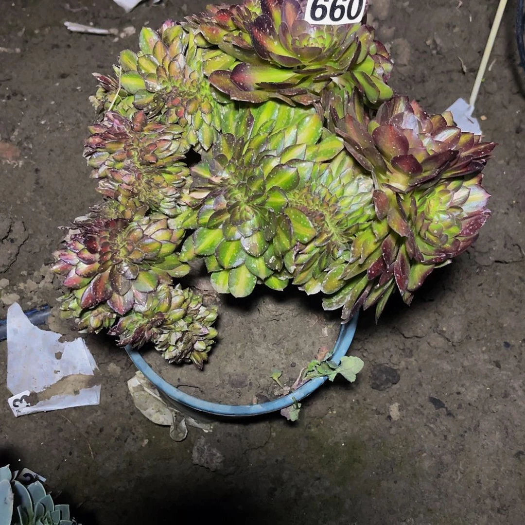 法师法师15-24包邮法师