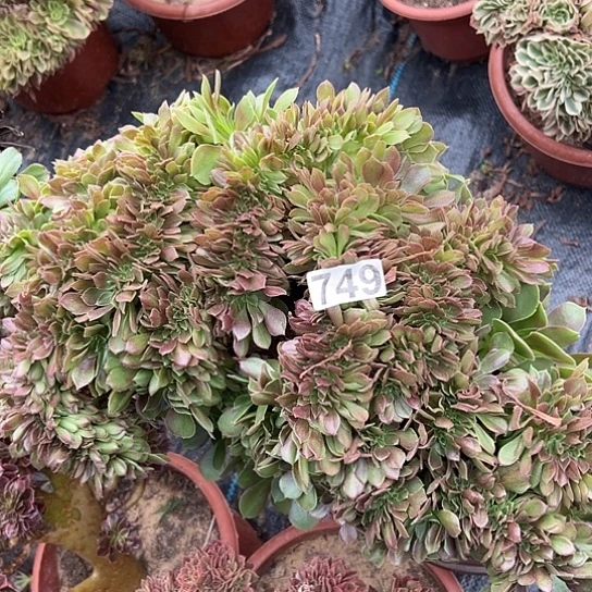 良***哥多肉植物一个玫瑰