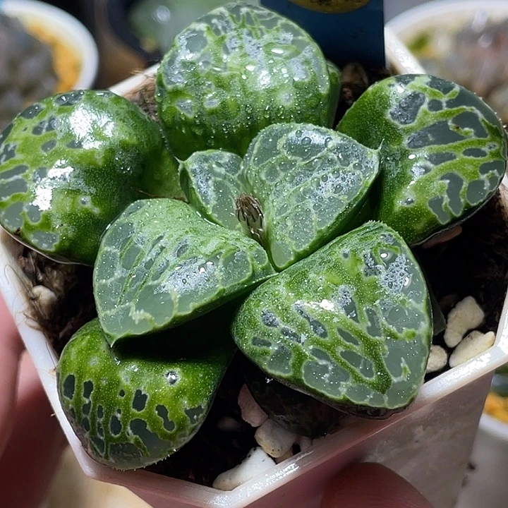 765超巨大生生不息福利