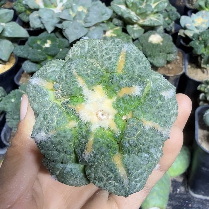 无花朵921老款连山牡丹