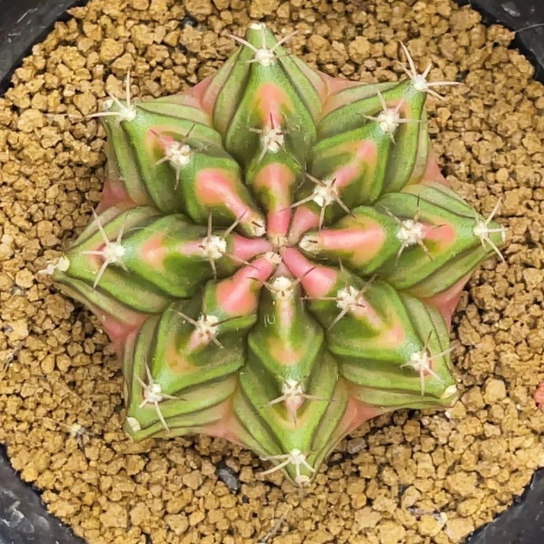 福利 薄荷打绿 一物一拍