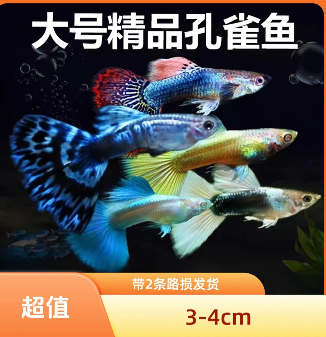 【3-4cm大尺寸福利套餐】8条+2条备损孔雀鱼好看好养新手易繁殖鱼