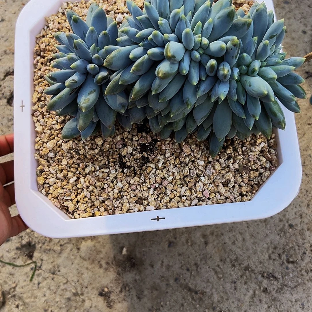 哥特11111111111111111