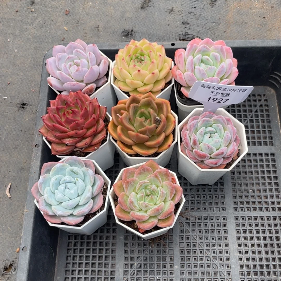 不包整散 盆子不售后1927