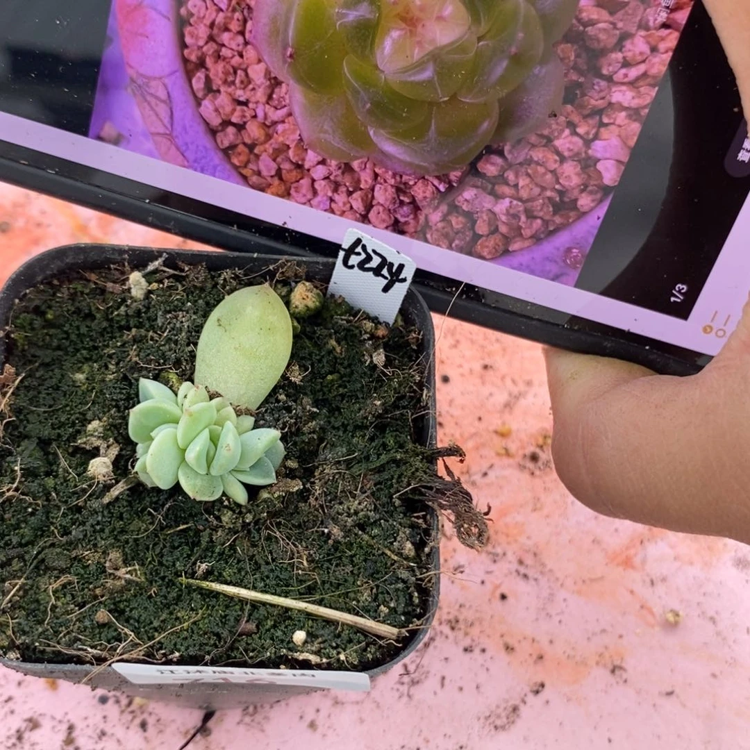 标签716甜心224一个多肉