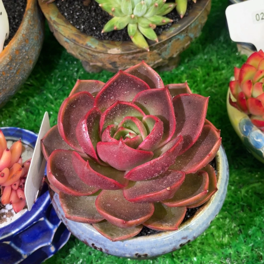 多肉植物盆栽多肉植物