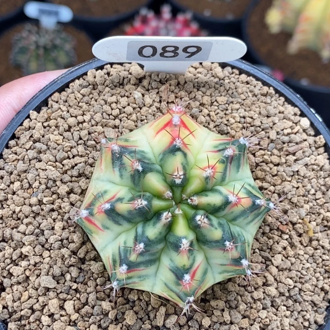 乌贼桃太郎000062