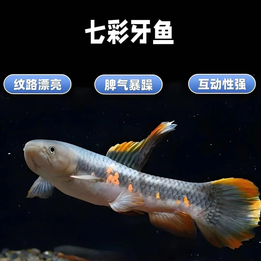 七彩牙鱼热带观赏鱼顺丰包邮包损小型肉食猛鱼
