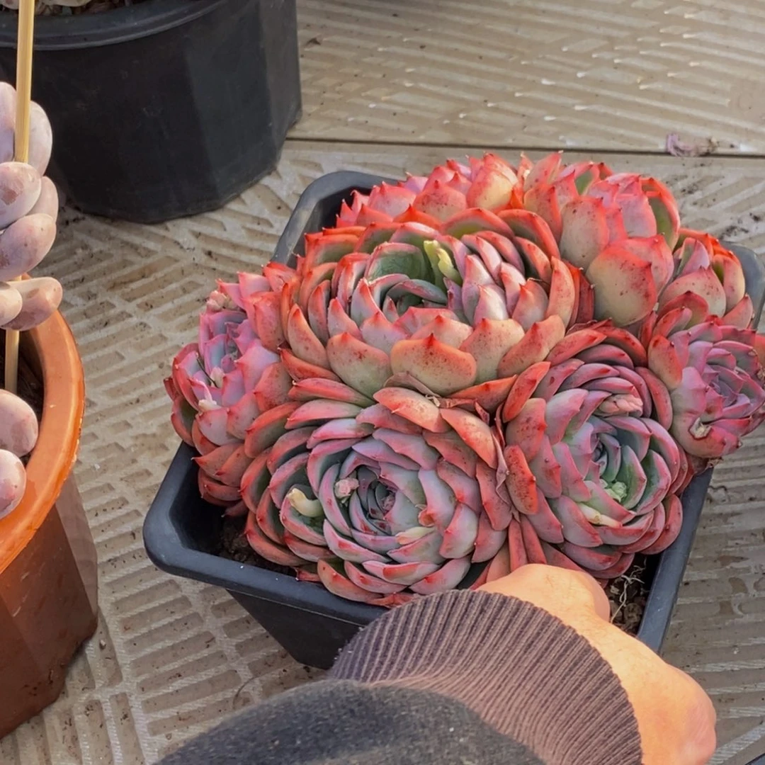 洛*安48包邮一物一拍多肉