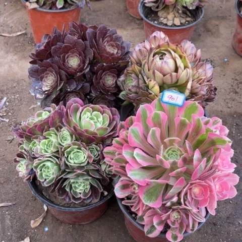 901多肉植物组合