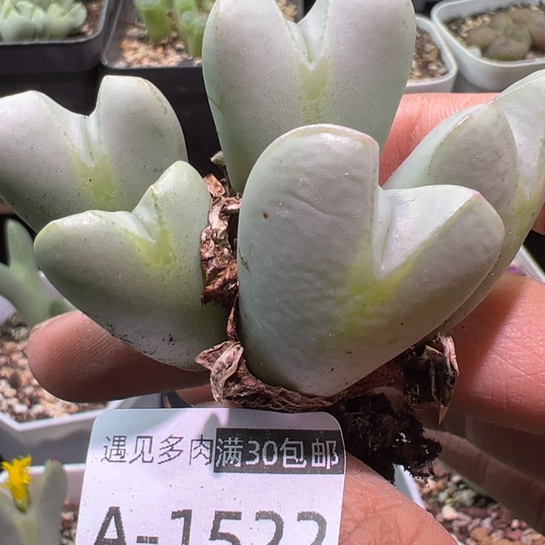 多肉植物11111111111