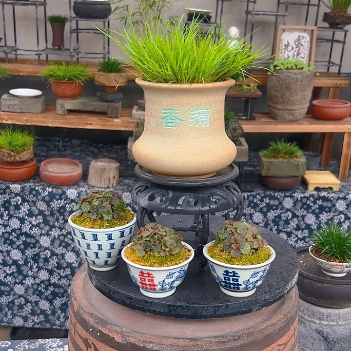 无花朵蒲香膏脖子盆黄金姬菖蒲