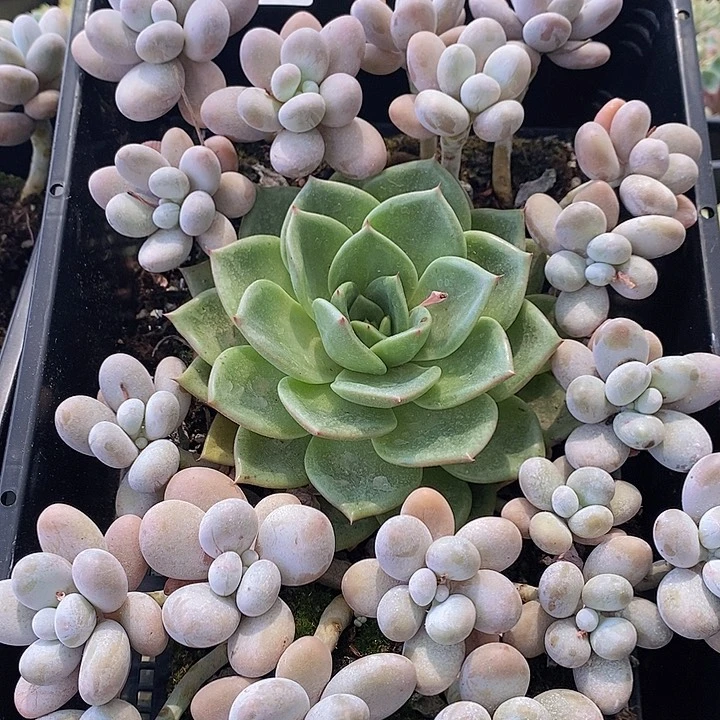 1多肉植物盆栽花卉植物