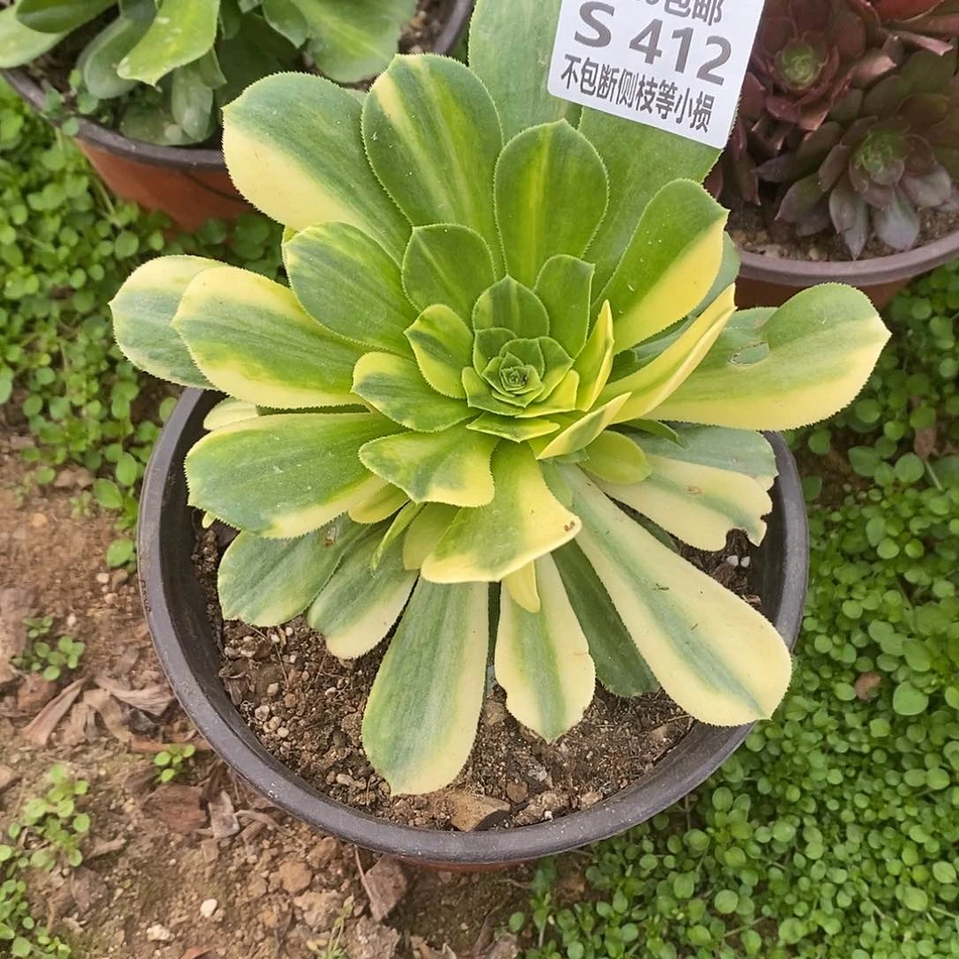 412五彩琉璃多肉法师锦