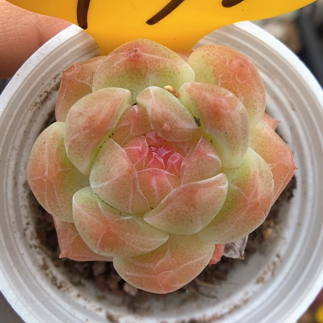 糖心珍妮490号。