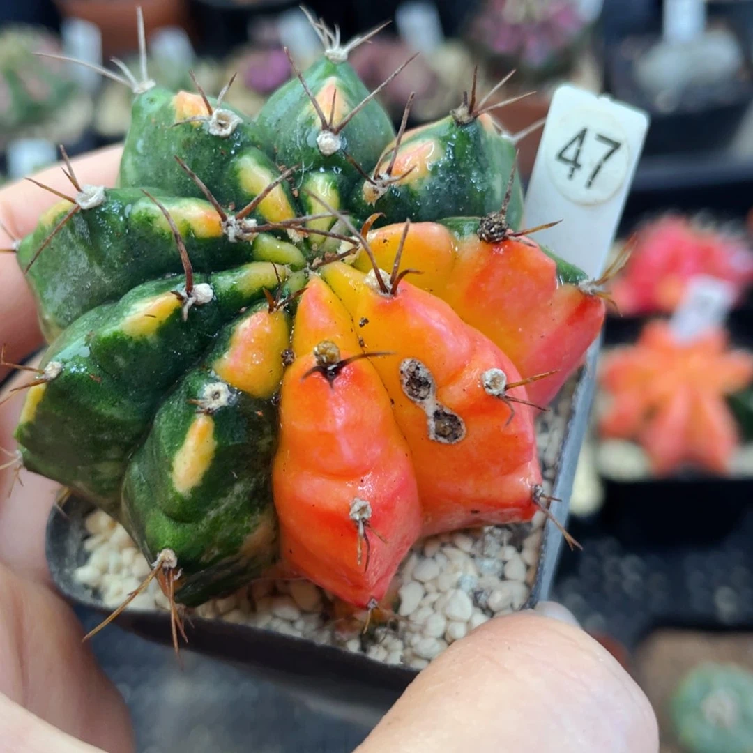 瑕疵盆5公分满25包邮裸根发货