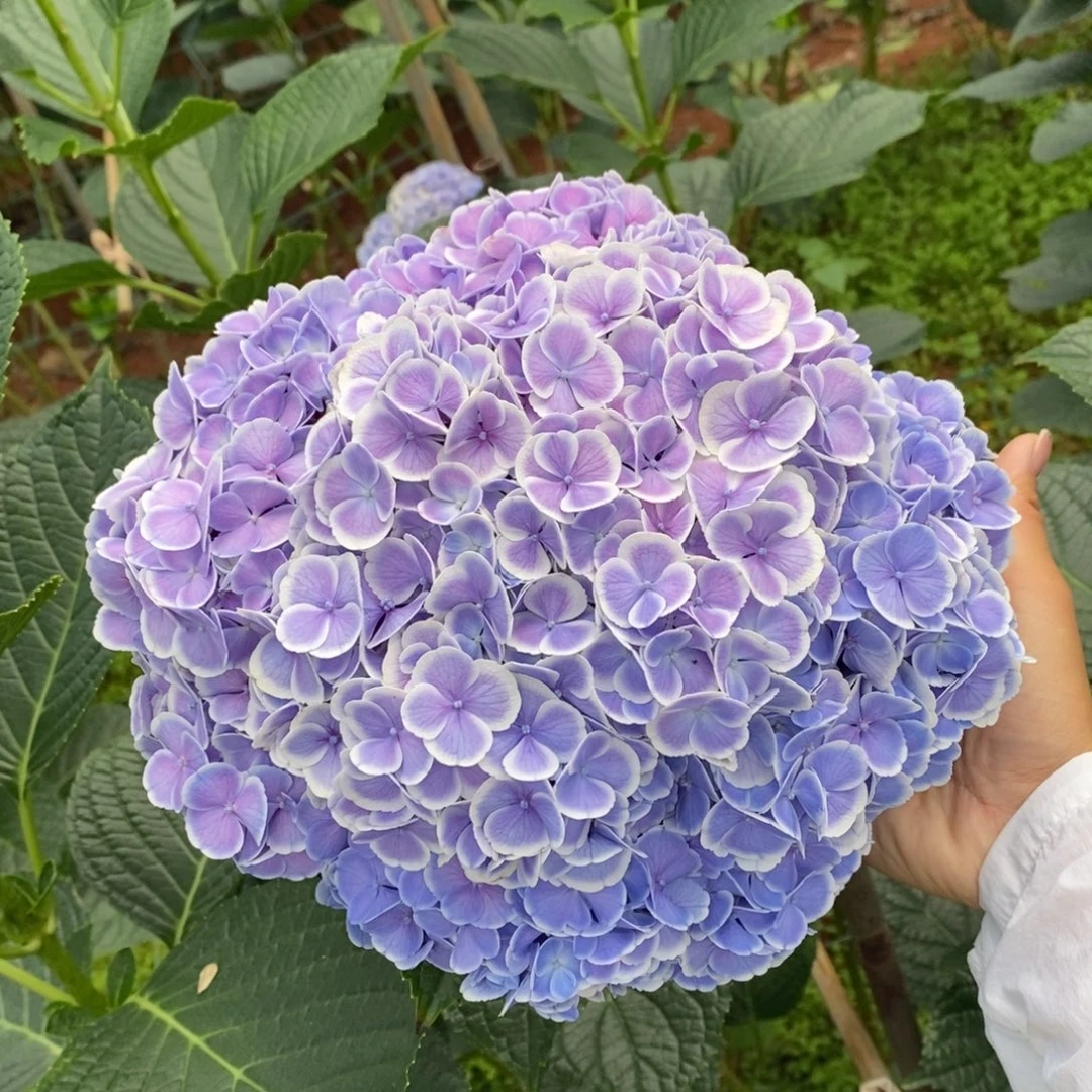 132号绣球/有色差介意勿拍/3单冷链包邮/偏远补运费发德邦
