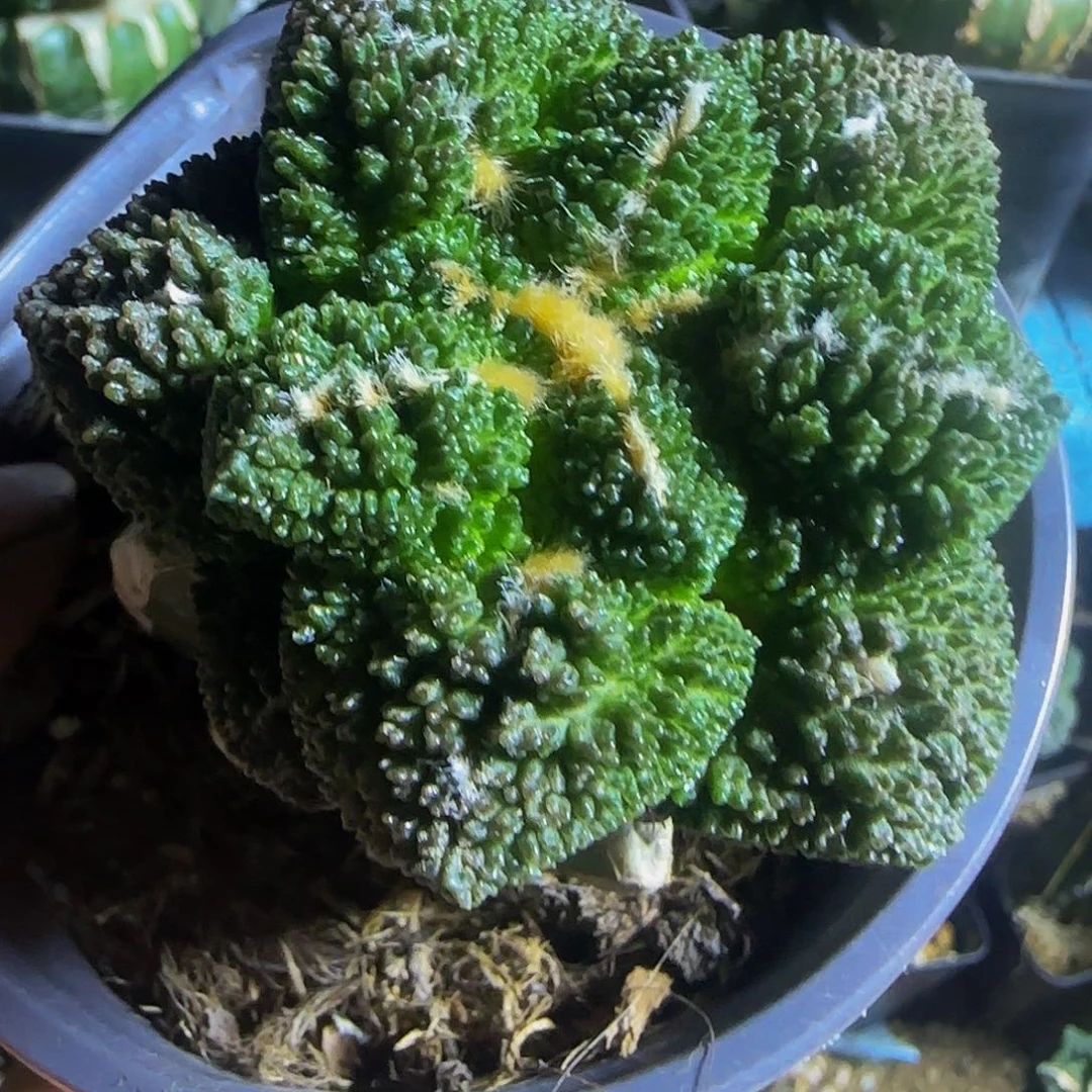 细颗粒龟甲牡丹820