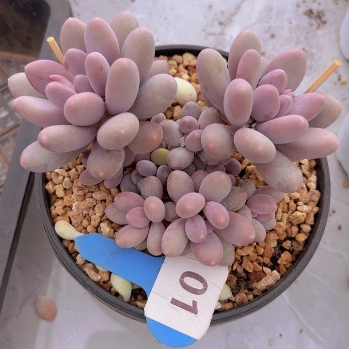 健健康康平平安安