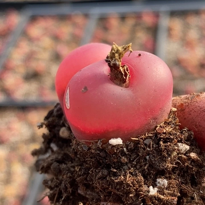 2029冰魄一颗一颗