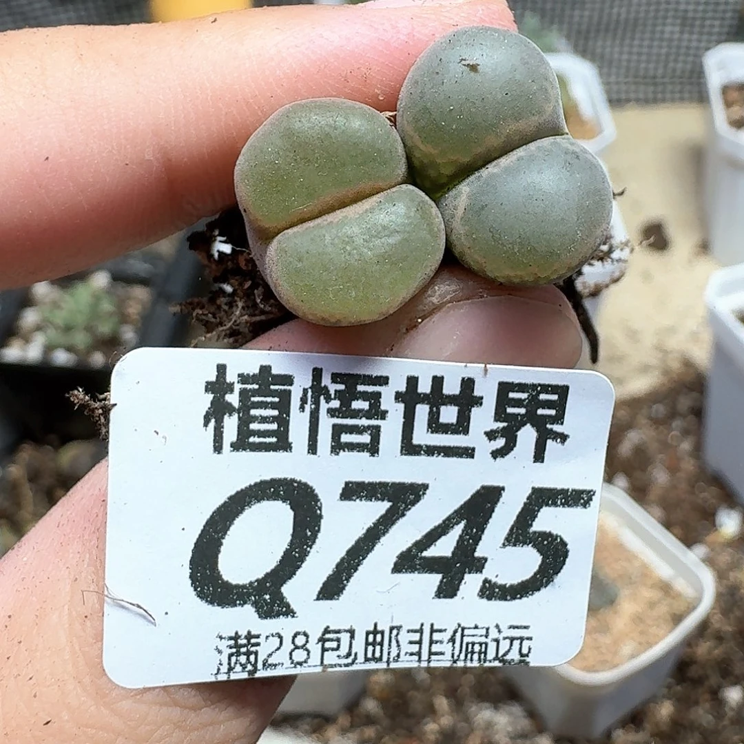 多肉植物的润泽吃vv