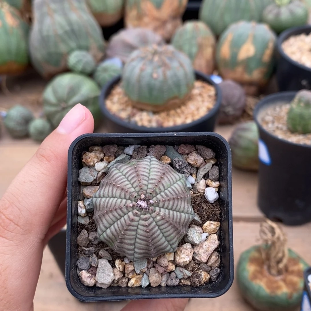 婴*肥欧系实生布纹球。一物一拍