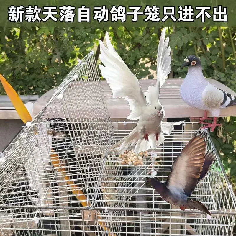 自动连续进鸽子笼加密粗防锈天落笼只进不出收鸽笼户外阳台翻转笼