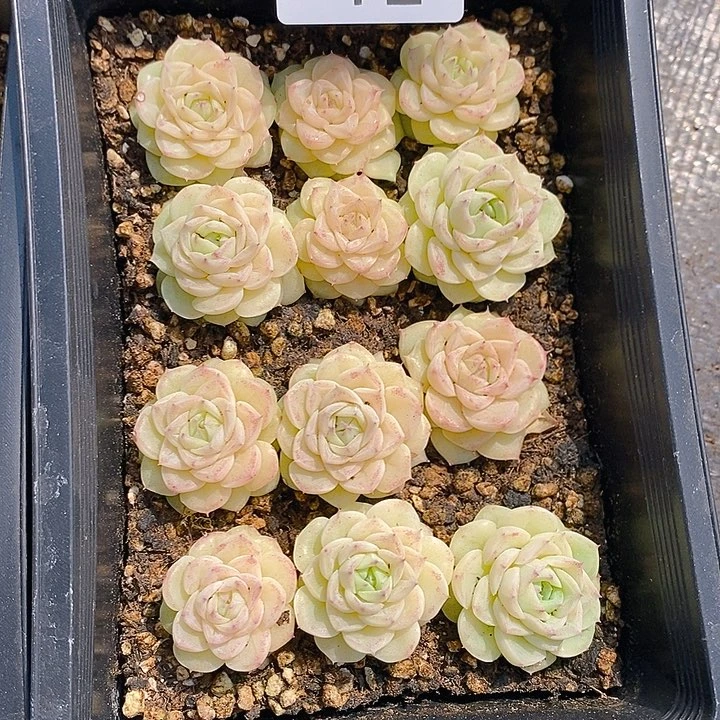 40-41 多肉植物盆栽花卉植物