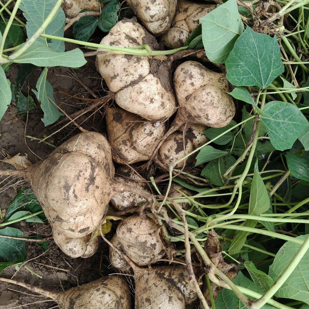 湖北天门地瓜凉薯