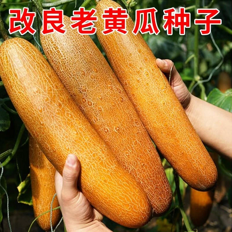 改良老黄瓜种子麻皮大黄瓜种籽春秋播种农家菜园庭院阳台盆栽蔬菜