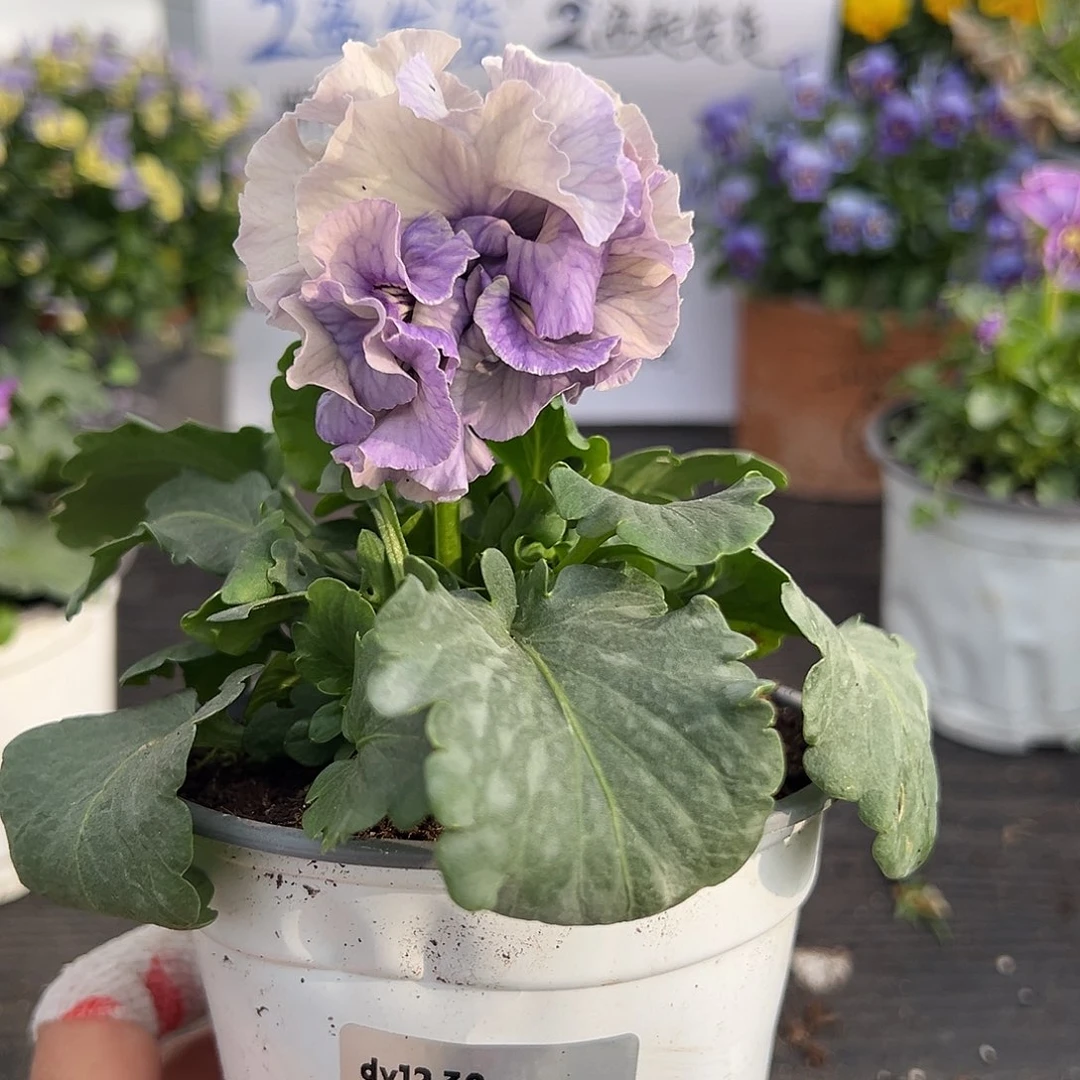 当前无花朵，栽培后可花朵135号大花木村