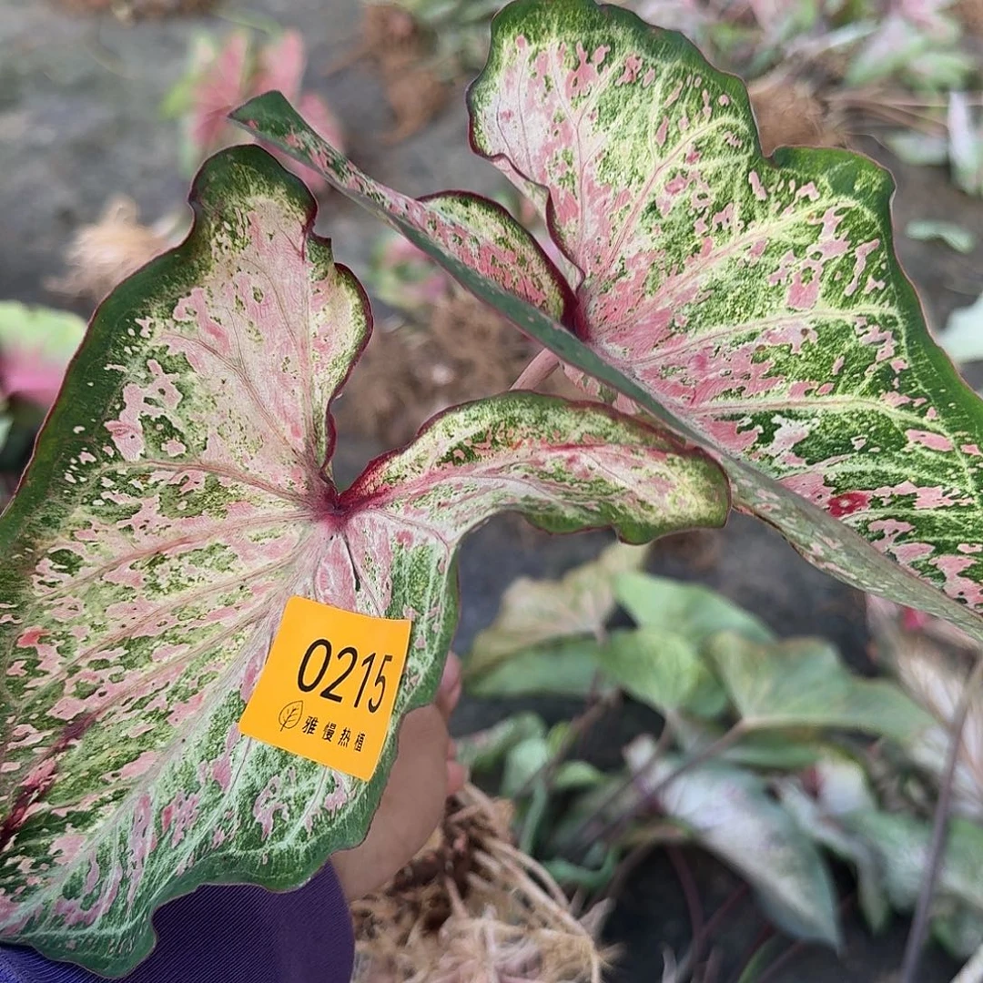 完全开放0215星星点点6.5裸球不售后