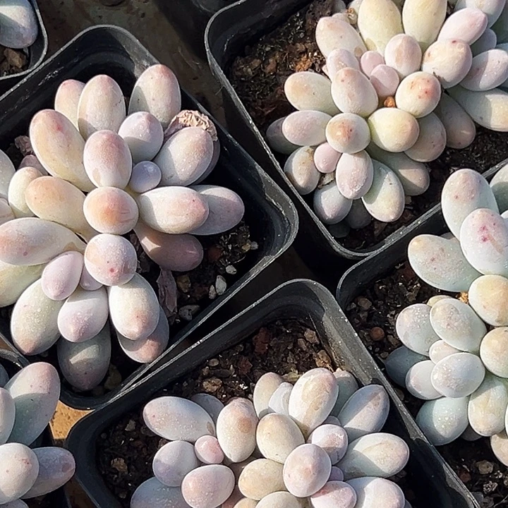 汤圆锦          叶插群