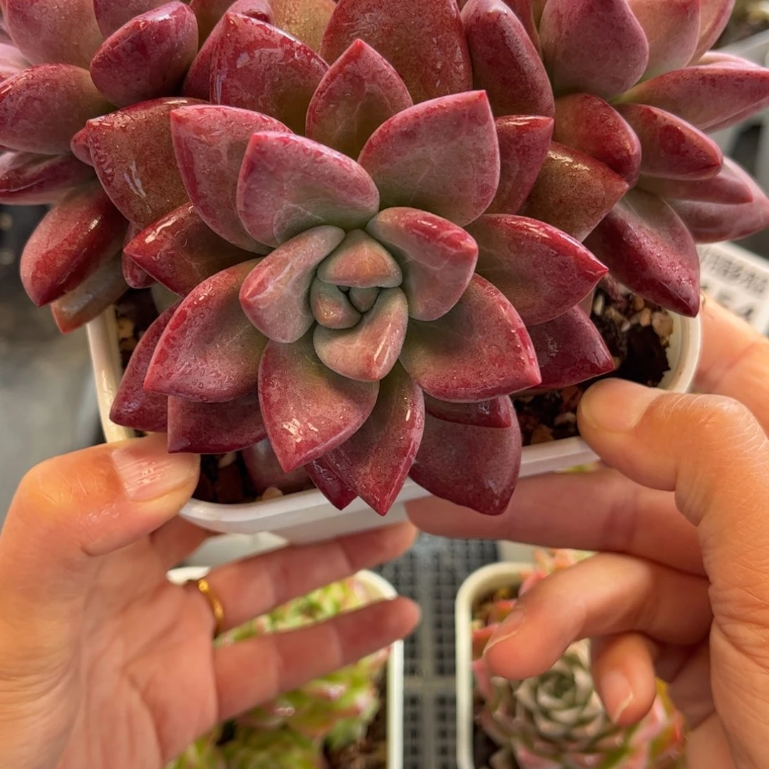 1156 天冷必拍保温箱