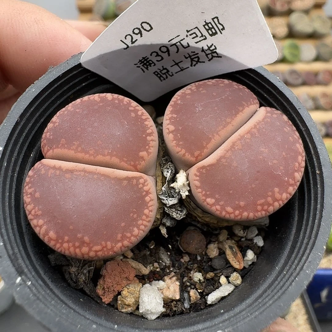 290多肉哈哈哈哈哈哈哈哈