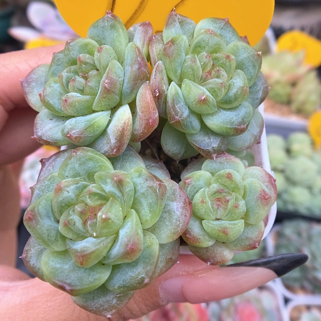 甜心109群生725号