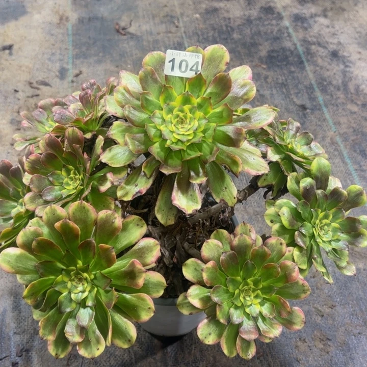 不知名锦104多肉法师一物一拍